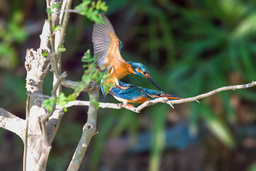 A pair of common kingfishers are mating in Mei Yuan, Xinzhuang, Minhang District, Shanghai, China.