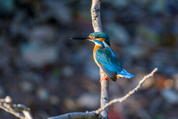 A pair of common kingfishers are mating in Mei Yuan, Xinzhuang, Minhang District, Shanghai, China.