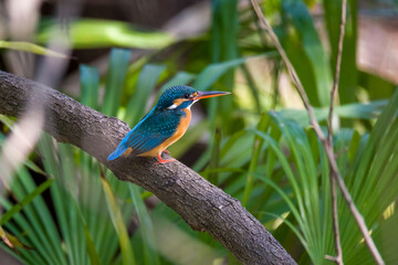 A pair of common kingfishers are mating in Mei Yuan, Xinzhuang, Minhang District, Shanghai, China.