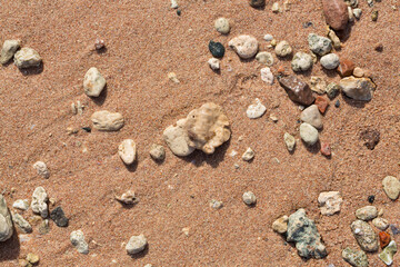 The coastline of the Red Sea. Sand, pebbles, corals, fossils. Background with a marine theme.