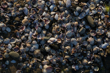 Shells of deceased bivalves. The coastline of the Black Sea is abundantly covered with shells.