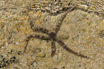 Ophiocoma scolopendrina in its natural habitat. African fauna of the Red Sea.