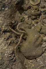 Ophiocoma scolopendrina in its natural habitat. African fauna of the Red Sea.