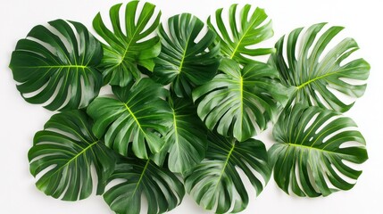 Lush tropical leaves