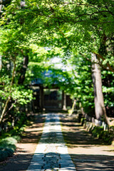 鎌倉2504　寿福寺　新緑