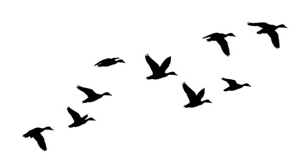 Fototapeta premium Flying duck silhouettes in various poses, black vector set on white background, SVG illustration