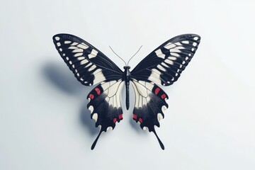 Stunning Black And White Butterfly With Red Dots