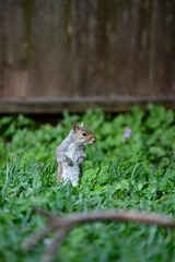 cautious squirrel in the grass