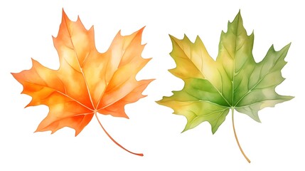 High-quality Hand-Drawn Illustration of Green and Orange Maple Leaves for Creative Projects