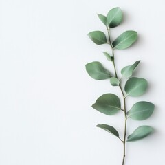 Obraz premium Elegant Eucalyptus Branch on White Background: Minimalist Botanical Photography