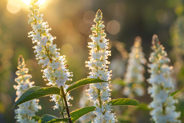 Naklejka premium Sunlit white flowers bloom on tall spikes surrounded by green foliage creating serene and radiant garden scene