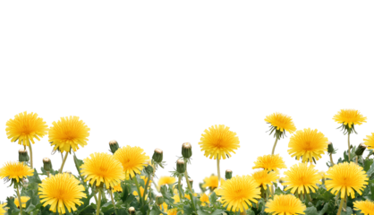 yellow dandelions border, png transparent background, png file with white space for text in the middle of it, png, white background