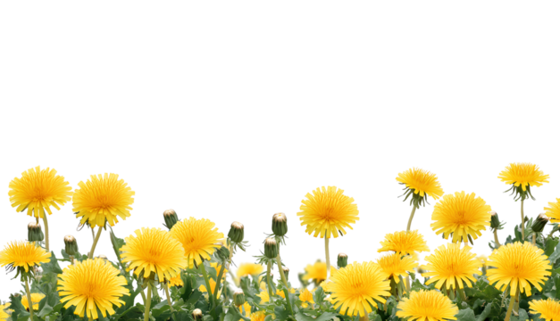 yellow dandelions border, png transparent background, png file with white space for text in the middle of it, png, white background