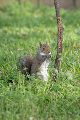 squirrel eating nut
