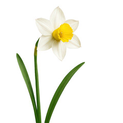 Fototapeta premium Fresh spring daffodil in full bloom, highlighting its delicate white and bold yellow colors.