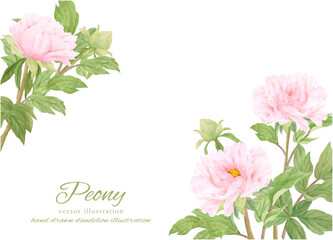 水彩で描いた美しいピンクの牡丹の花のフレーム