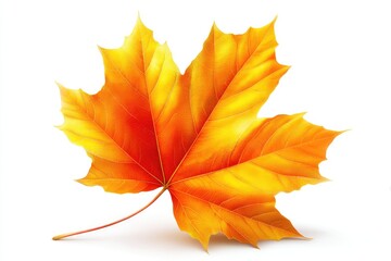 Fototapeta premium Vivid autumnal maple leaf against a white background.