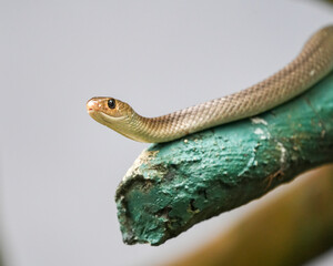 close up of a snake
