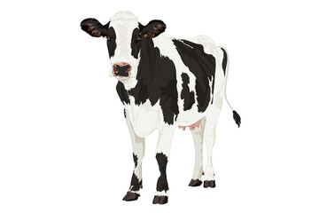 Dairy Cow