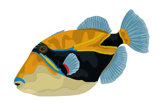 Humuhumunukunukuapua'a Reef Trigger Fish