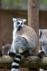 ring-tailed lemur (Lemur catta)