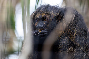 Guianan saki (Pithecia pithecia)