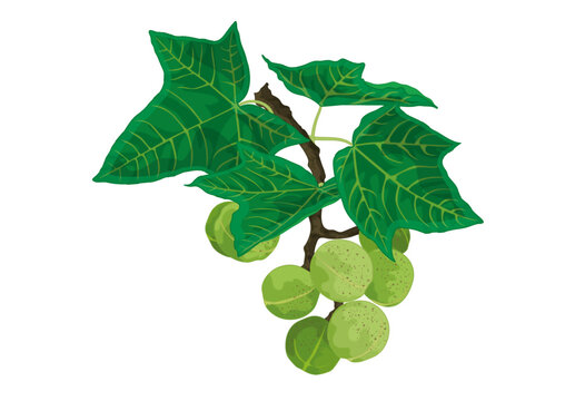 KuKui Tree Nut