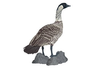 NeNe  Hawaiian Goose