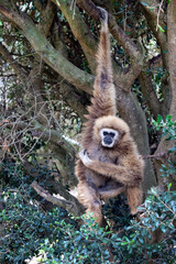 lar gibbon (Hylobates lar)