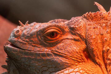 Iguana lizard on a zoo