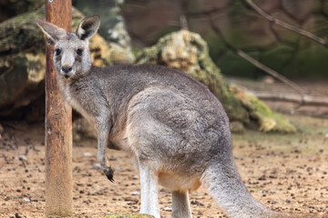 eastern grey kangaroo (Macropus giganteus)