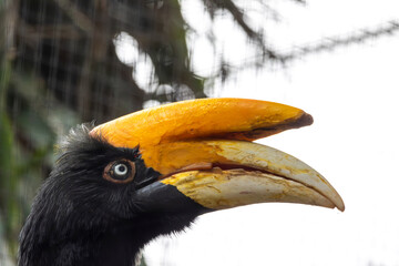 rhinoceros hornbill (Buceros rhinoceros)