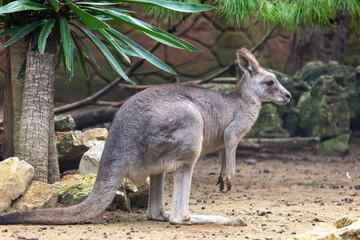 eastern grey kangaroo (Macropus giganteus)