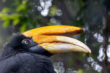 rhinoceros hornbill (Buceros rhinoceros)