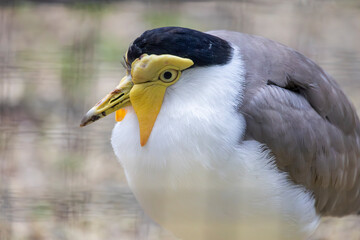 masked lapwing (Vanellus miles)
