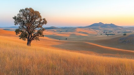 Solitary tree watches golden hills awaken