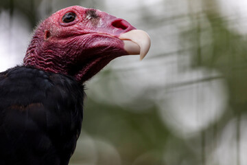 turkey vulture (Cathartes aura)
