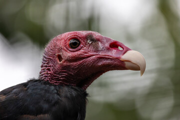turkey vulture (Cathartes aura)