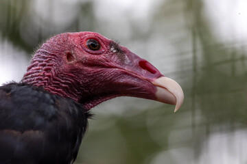 turkey vulture (Cathartes aura)