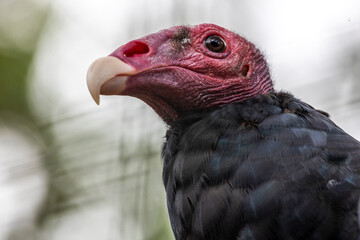 turkey vulture (Cathartes aura)