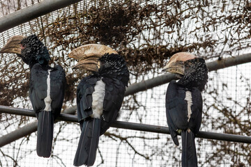 trumpeter hornbill (Bycanistes bucinator) © Mauro Rodrigues