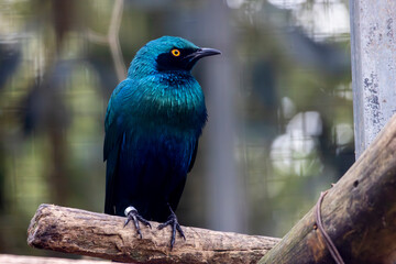 lesser blue eared glossy starling (Lamprotornis chloropterus)