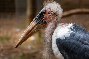 marabou stork (Leptoptilos crumenifer)