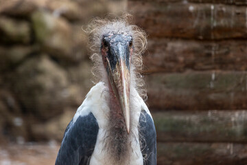 marabou stork (Leptoptilos crumenifer)