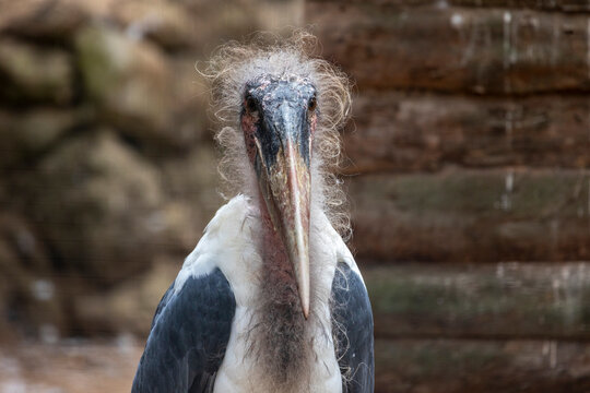 marabou stork (Leptoptilos crumenifer)