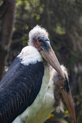 marabou stork (Leptoptilos crumenifer)