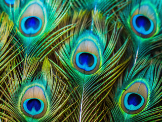 Obraz premium peacock feather close up. peacock, feather, bird, feathers, animal, nature, eye, pattern, green, blue, colorful, tail, beauty, texture, color, plume, detail, plumage, peafowl, decoration, beautiful, m