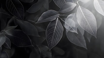 Leaf Vein Structure: Intricate details of leaf veins are highlighted in a monochrome close-up shot, creating a striking visual texture and highlighting the beauty of nature's design.