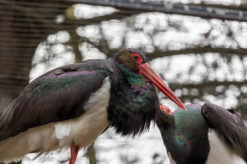 Black Stork (Ciconia nigra)