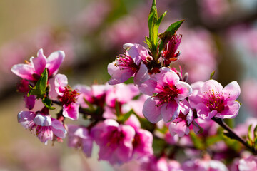 Flowering peach trees on field at sunny day